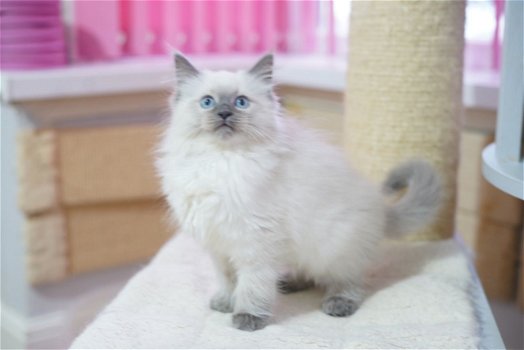 Ragdolls-kittens - 0