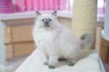 Ragdolls-kittens - 0 - Thumbnail