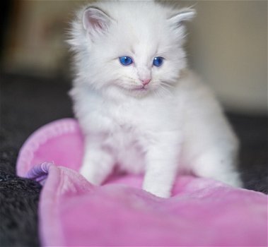 Ragdolls-kittens - 1