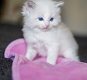 Ragdolls-kittens - 1 - Thumbnail