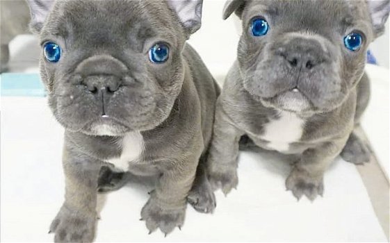 Prachtige Franse Bulldog-pups - 0