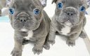 Prachtige Franse Bulldog-pups - 0 - Thumbnail