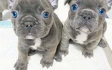 Prachtige Franse Bulldog-pups