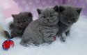 kondigen dat onze blauwe Brits korthaar kittens - 0 - Thumbnail