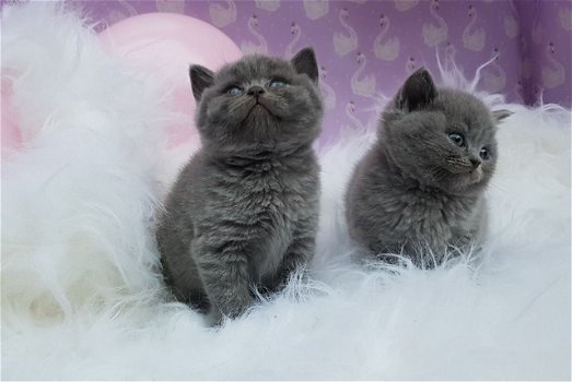 kondigen dat onze blauwe Brits korthaar kittens - 1