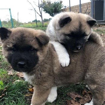 Amerikaanse Akita-pups - 0