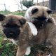 Amerikaanse Akita-pups - 0 - Thumbnail