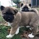 Amerikaanse Akita-pups - 1 - Thumbnail