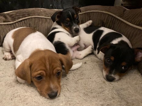 Prachtige Jack Russell pups, - 0