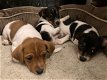 Prachtige Jack Russell pups, - 0 - Thumbnail