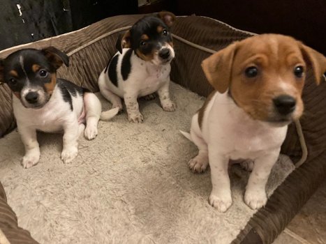 Prachtige Jack Russell pups, - 1