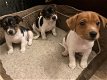 Prachtige Jack Russell pups, - 1 - Thumbnail