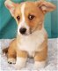 kc reg cardiganshire corgi puppy's - 0 - Thumbnail