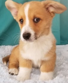 kc reg cardiganshire corgi puppy's