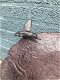 Fraai vogelbad op voet, met leuk decoratief vogeltje op de rand van het bad, gietijzer - 5 - Thumbnail