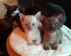 Mooie Birmese kittens