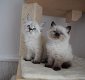 Siberische kittens - 0 - Thumbnail
