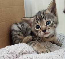Verbluffende Savannah-kittens