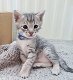 Verbluffende Savannah-kittens - 1 - Thumbnail