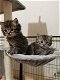 Stamboom Maincoons kittens - 0 - Thumbnail