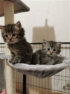 Stamboom Maincoons kittens