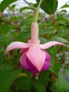 fuchsia stek - 4