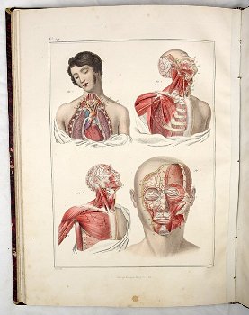 [Anatomie Atlas] Bayle 1839 Atlas Elementaire d’Anatomie - 0