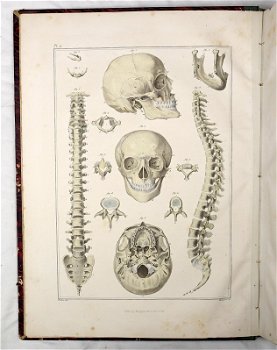 [Anatomie Atlas] Bayle 1839 Atlas Elementaire d’Anatomie - 2