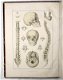 [Anatomie Atlas] Bayle 1839 Atlas Elementaire d’Anatomie - 2 - Thumbnail