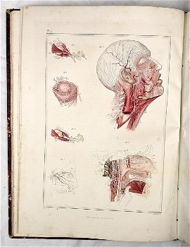 [Anatomie Atlas] Bayle 1839 Atlas Elementaire d’Anatomie - 3