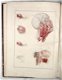 [Anatomie Atlas] Bayle 1839 Atlas Elementaire d’Anatomie - 3 - Thumbnail