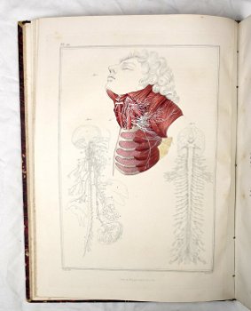[Anatomie Atlas] Bayle 1839 Atlas Elementaire d’Anatomie - 5