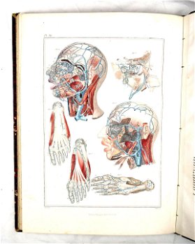 [Anatomie Atlas] Bayle 1839 Atlas Elementaire d’Anatomie - 6
