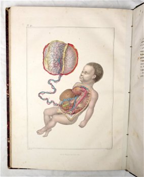 [Anatomie Atlas] Bayle 1839 Atlas Elementaire d’Anatomie - 7