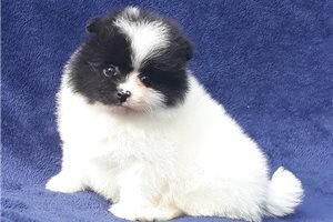 Pomeranian puppies for sale - 0