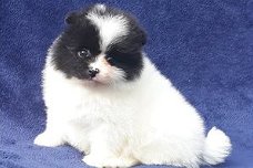 Pomeranian puppies for sale