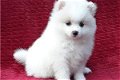 Pomeranian puppies for sale - 1 - Thumbnail
