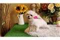 very lovable and sweet Maltese puppies needs a new home - 0 - Thumbnail