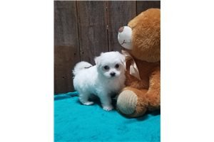 very lovable and sweet Maltese puppies needs a new home - 1