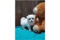 very lovable and sweet Maltese puppies needs a new home - 1 - Thumbnail