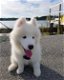12 weeks old Samoyed puppies - 0 - Thumbnail