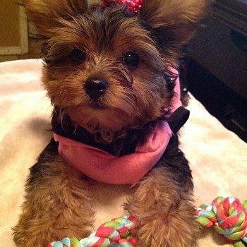 yorkie puppies for sale - 0