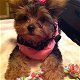 yorkie puppies for sale - 0 - Thumbnail
