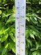 Grote temperatuur meter voor in de tuin - 3 - Thumbnail