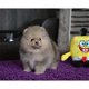 Gezonde mannelijke en vrouwelijke Pommeren puppies - 1 - Thumbnail