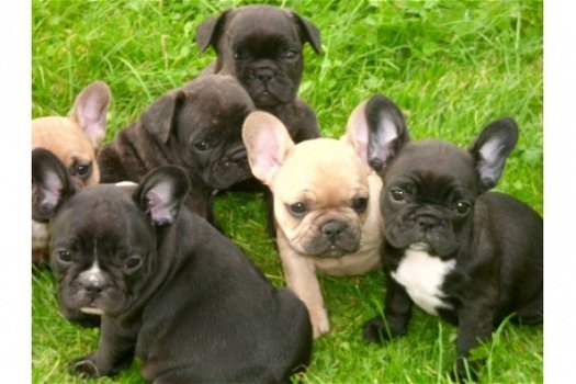 Twee Franse Blaue Bulldog Pups - 0