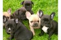 Twee Franse Blaue Bulldog Pups - 0 - Thumbnail