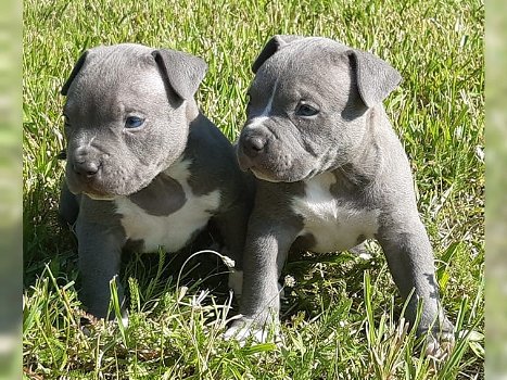 Supermooie pitbull terrier pups! - 0