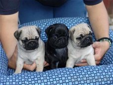 Supermooie mops pups!!