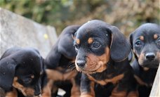 Mooie miniatuur teckel pups